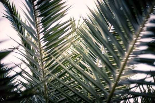 Palm leaves